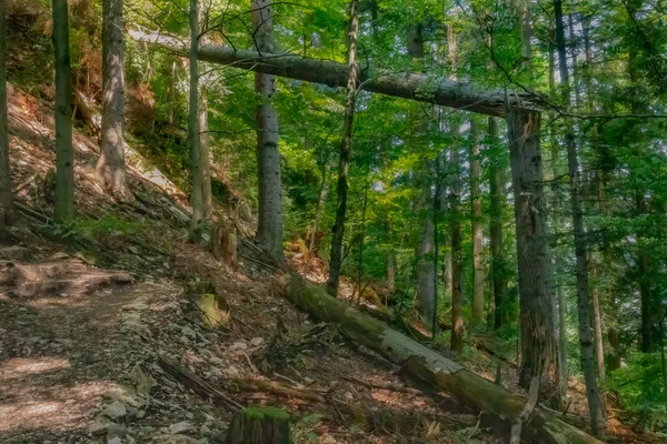 Una Hermosa Vista Árboles Caídos Bosque — Foto de Stock