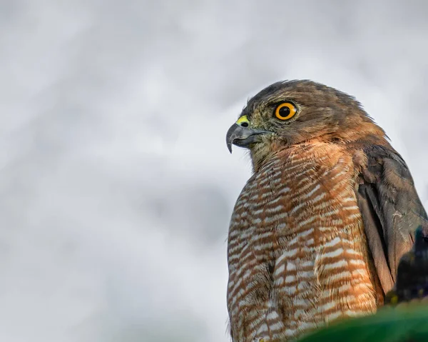 Plan Rapproché Épervier Eurasien Dans Son Humeur Repos Tôt Matin — Photo