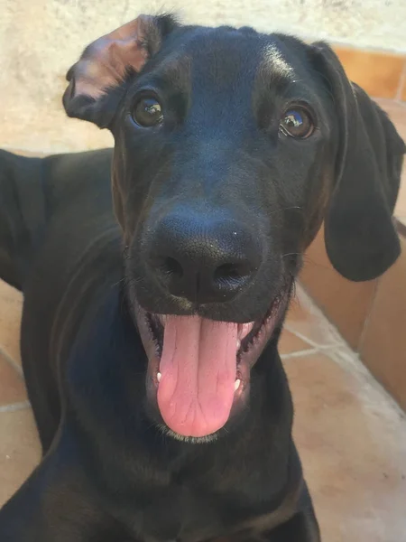 Vertical Shot Beautiful Black Dog Smiling Camera Its Tongue Out — Foto de Stock