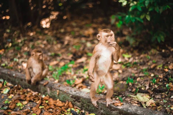 Μια Όμορφη Φωτογραφία Μιας Μαϊμούς Ένα Πάρκο Στο Πουκέτ Της — Φωτογραφία Αρχείου