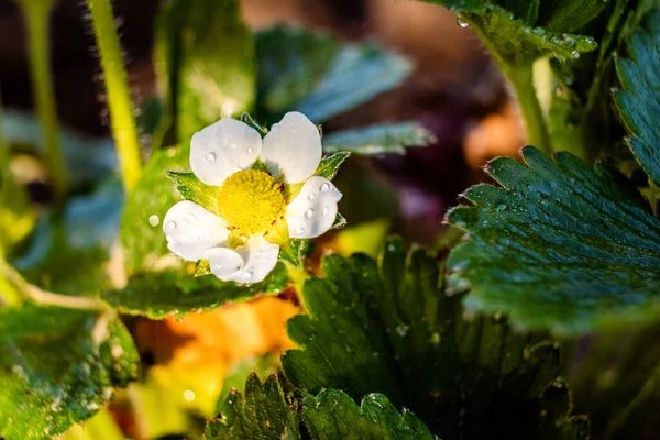Selective Focus Shot Wild Strawberry Flower Water Droplets — Stock Photo, Image