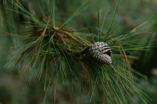 Medium Wide Shot Broken Pine Nut Still Hanging Tree — Fotografia de Stock