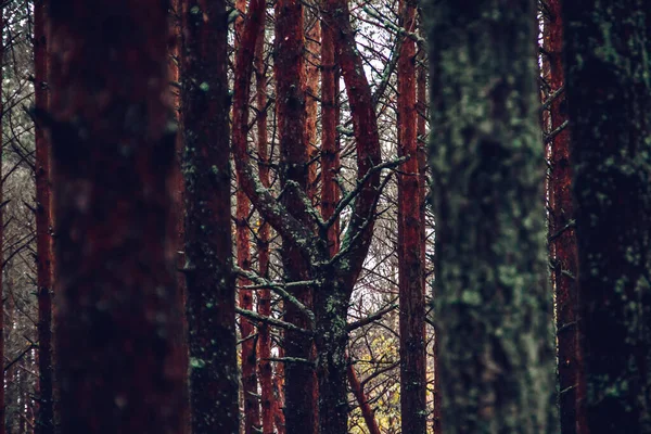 Una Vista Panorámica Del Bosque Otoñal Saliva Curónica Lituania — Foto de Stock