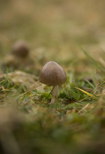 Detailní Záběr Divoké Houby Hnědou Čepicí Lese — Stock fotografie