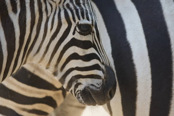 Een Closeup Shot Van Een Portret Van Een Schattige Zebra — Stockfoto