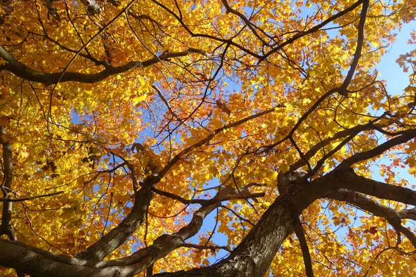 秋の木々の風景写真 インディアナ州西ラファイエットで撮影された写真 — ストック写真