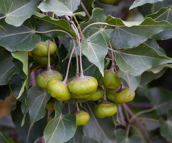 Closeup Shot Sacred Figs Ficus Religiosa Growing Branch Tree Garden — Stock Photo, Image