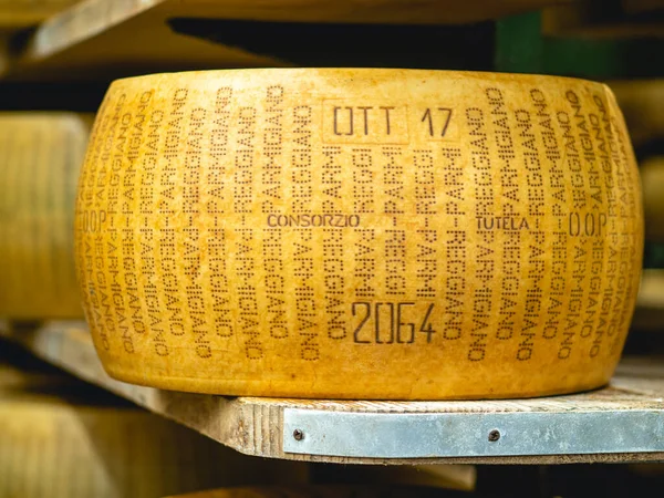 Parma Italy Nov 2021 Protered Parmigiano Reggiano Cheese Wheel Matching — 스톡 사진