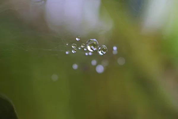 Closeup Shot Water Drops Spider Web — Stock Photo, Image