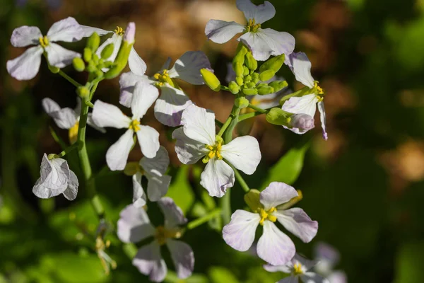 Closeup White Dame Rocket Flowers Dayl — Zdjęcie stockowe