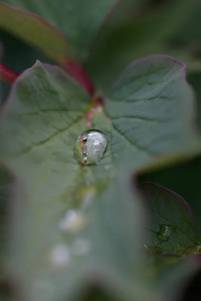 Plano Superficial Una Gota Rocío Matutino Sobre Una Hoja Verde — Foto de Stock