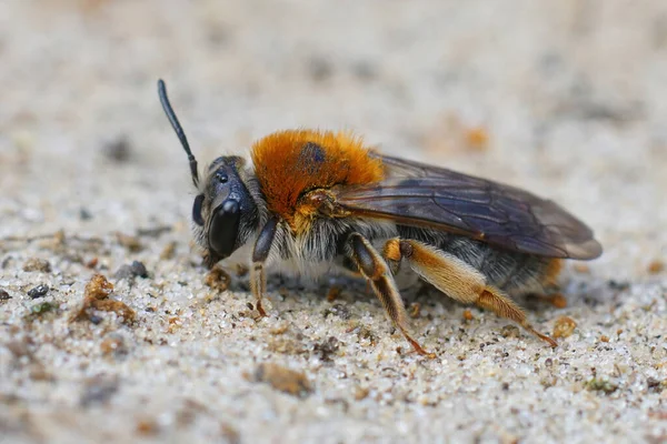 Großaufnahme Des Farbenfrohen Weibchens Der Bergbaubiene Andrena Haemorrhoa Sitzend Auf — Stockfoto