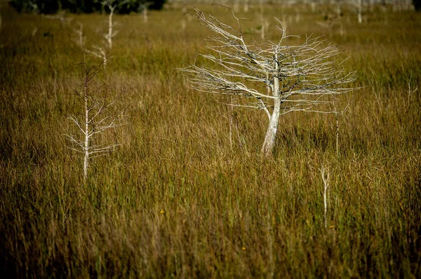 Árvores Secas Parque Nacional Everglades — Fotografia de Stock