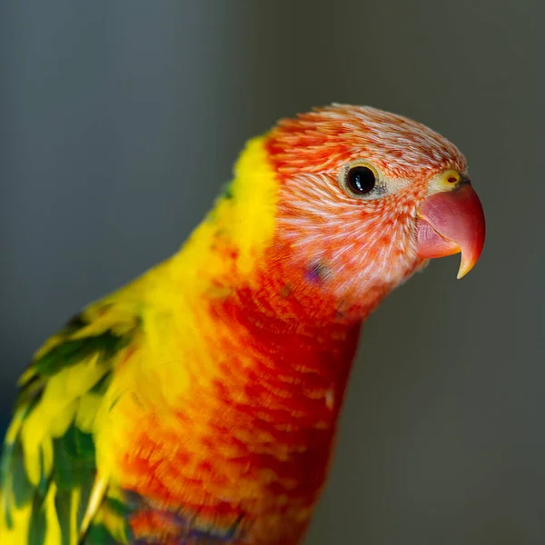 Enfoque Selectivo Una Rosella Lutino — Foto de Stock