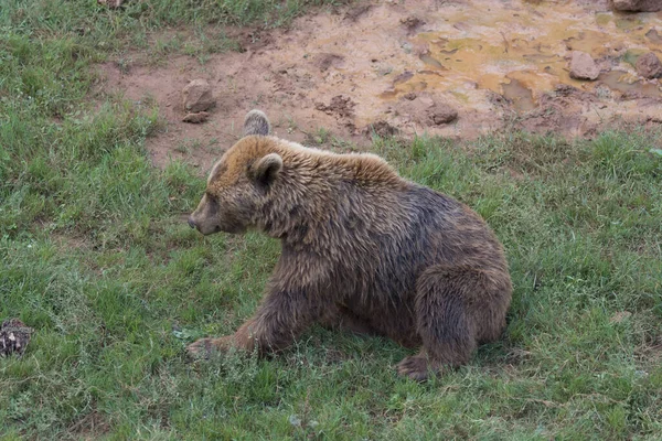 Oso Pardo Tirado Hierba —  Fotos de Stock