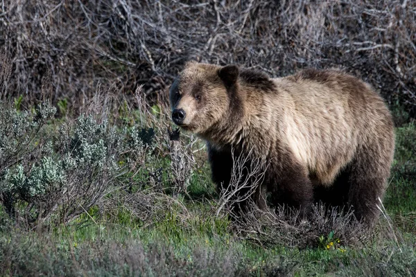 Urso Pardo Wyoming Parque Nacional Grand Teton — Fotografia de Stock