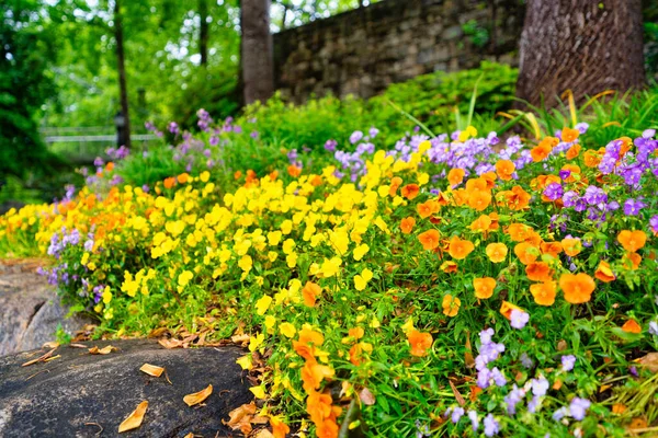 Красивые Красочные Цветы Парке — стоковое фото