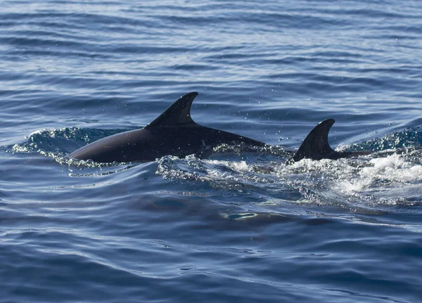 Närbild Delfiner Som Simmar Havet — Stockfoto