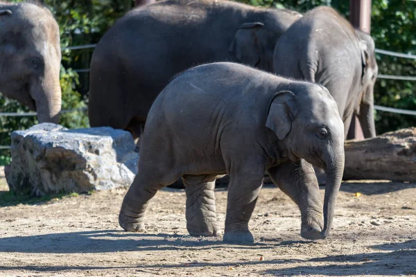 Herd Adorable Elephants Little Baby Elephant Zoo Wildlife — Fotografia de Stock