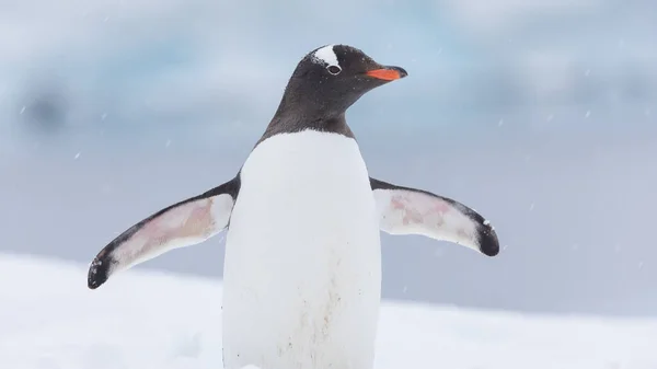Portrait Cute Gentoo Penguin Snowfall Antarctica Blurry Background — Stockfoto