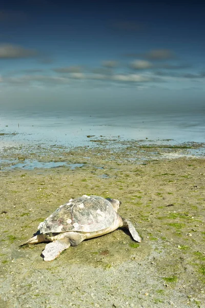 Żółw Morski Spoczywający Plaży — Zdjęcie stockowe