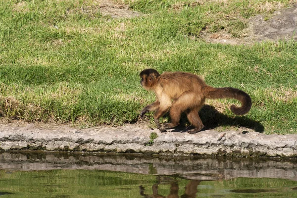 Macaco Bonito Andando Pela Água Zoológico — Fotografia de Stock