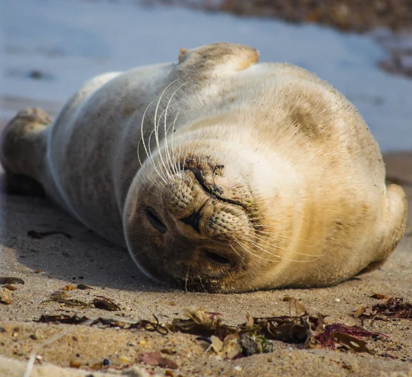 一只海豹睡在沙滩上的特写镜头 — 图库照片