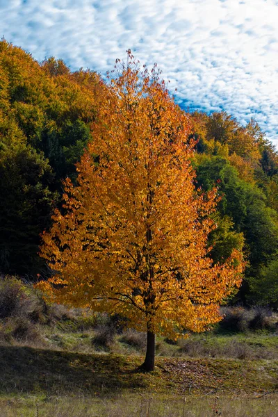 Pionowe Ujęcie Pomarańczowego Autumn Drzewa Parku — Zdjęcie stockowe