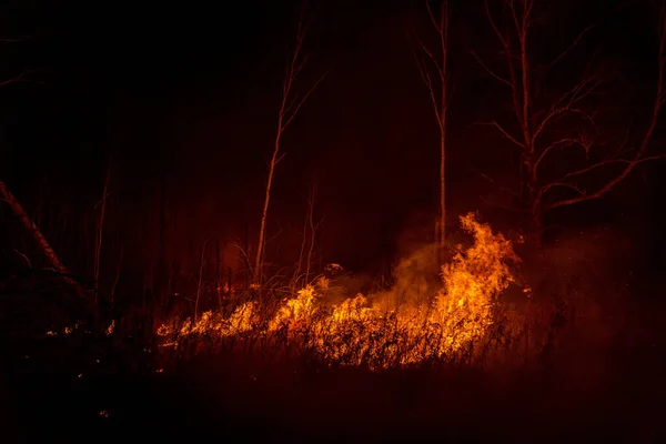Den Farlige Skovbrand Sibirien Nær Novosibirsk Rusland Oktober 2021 - Stock-foto