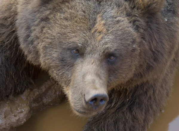 Коричневий Ведмідь Лежить Грязьовому Ставку — стокове фото