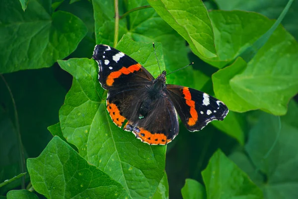 Gros Plan Petit Papillon Assis Sur Une Feuille Verte — Photo