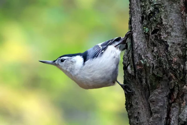 Selective Focus Shot White Breasted Nuthatch North American — Photo