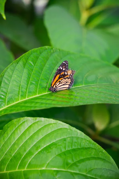 Tiro Seletivo Foco Uma Borboleta Folha Planta Jardim — Fotografia de Stock