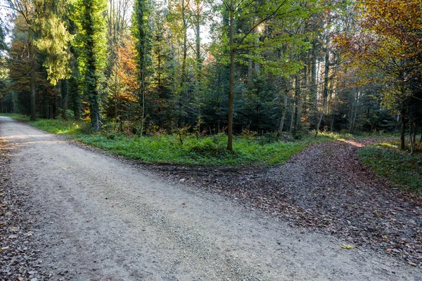 Two Narrow Empty Roads Surrounded Forest Beautiful Trees Sunny Day — Stock Photo, Image