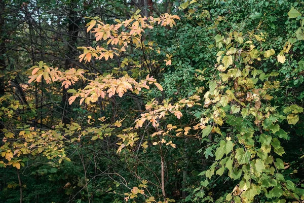 Выстрел Деревьев Разноцветными Листьями Лесу Солнечным Светом — стоковое фото