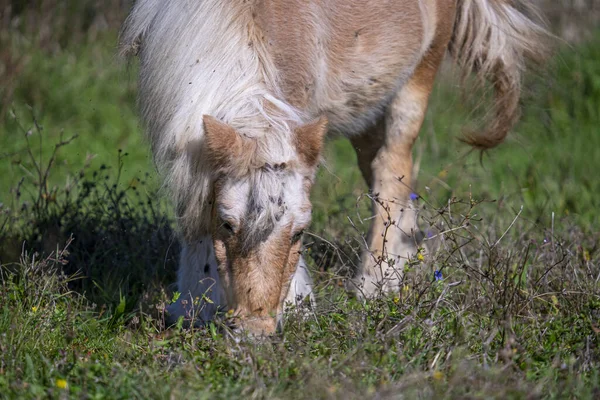 Hnědý Kůň Pasoucí Poli — Stock fotografie