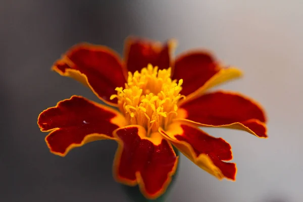 Macro Shot Beautiful Red Gold Marigold Flower —  Fotos de Stock