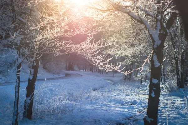 Μια Όμορφη Φωτογραφία Του Ήλιου Λάμπει Μέσα Από Παγωμένα Δέντρα — Φωτογραφία Αρχείου