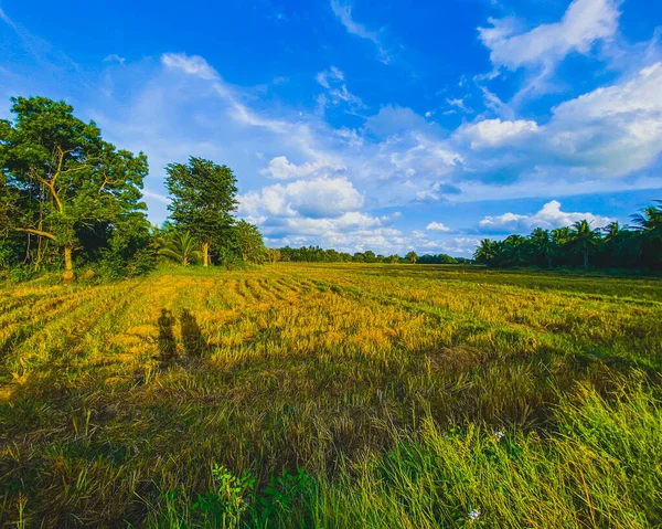 Beautiful Landscape View Green Field — Photo