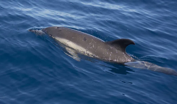 Primer Plano Delfín Nadando Mar —  Fotos de Stock