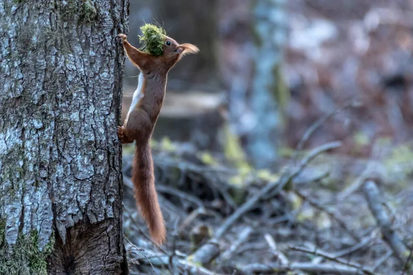 Selective Focus Shot Squirrel Climbing Tree — Stock Photo, Image