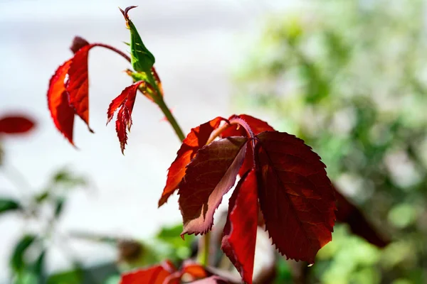 バラの茂みの上に小さな芽が1本ある濃い赤の葉のクローズアップ — ストック写真