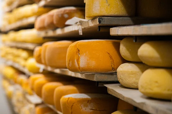 Stack Raw Cheese Shelves — Stockfoto