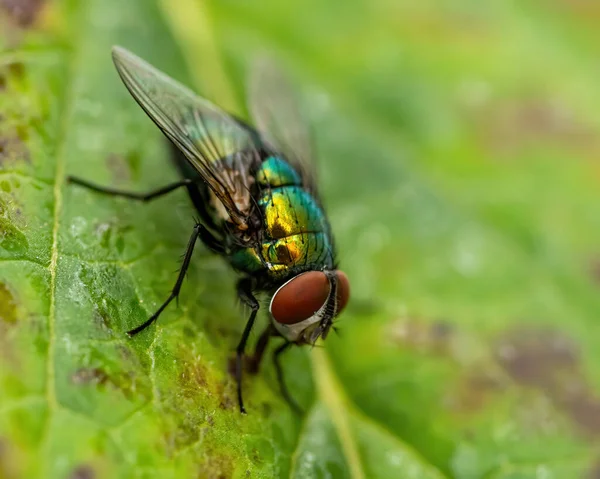 Beautiful Shot Common Green Bottle Fly Sitting Leaf — Stockfoto