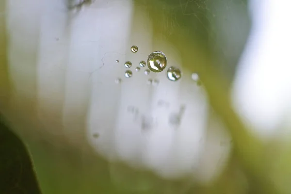 一张特写的水滴在蜘蛛网上 — 图库照片