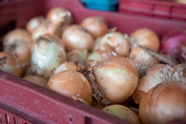 Selective Focus Shot Onions Crate Ready Shipped — Φωτογραφία Αρχείου