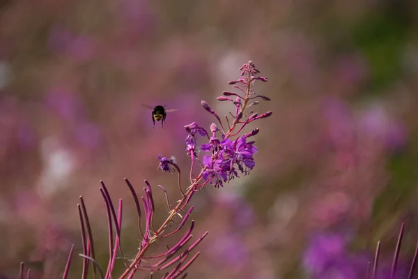 Selektywne Ujęcie Pszczoły Krążącej Wokół Kwitnącej Angustifolium Chamaenerion — Zdjęcie stockowe