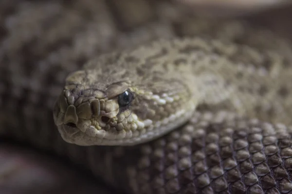 Enfoque Selectivo Una Serpiente Diamondback —  Fotos de Stock