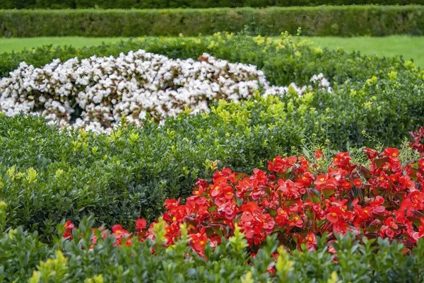 Uma Bela Paisagem Flores Coloridas Florescendo Grande Campo Natural — Fotografia de Stock