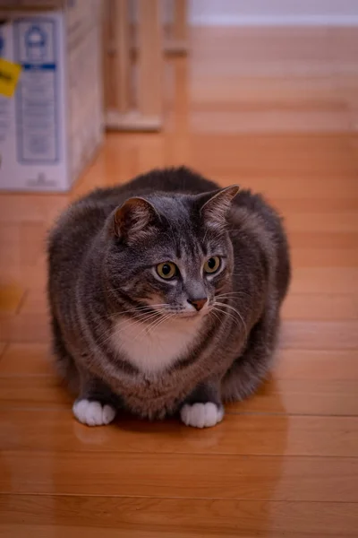 一只毛茸茸的猫坐在地板上的垂直镜头 — 图库照片